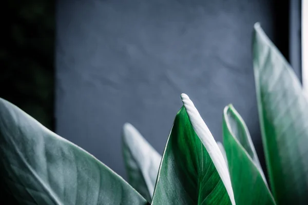 Verde escuro folhas de palma fundo — Fotografia de Stock