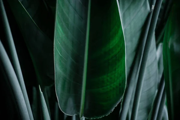 Mörk grön palm blad bakgrund — Stockfoto