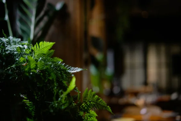 Темно-зелене листя рослини на дерев'яному фоні — стокове фото