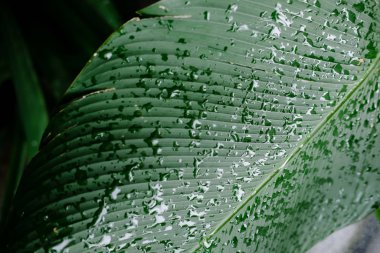 Green palm leaves with rain drops pattern