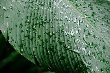 Green palm leaves with rain drops pattern