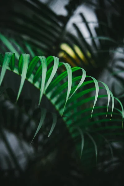 Djupt mörkgröna palmblad mönster — Stockfoto