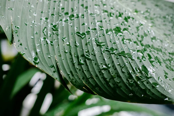 Green palm leaves with rain drops pattern