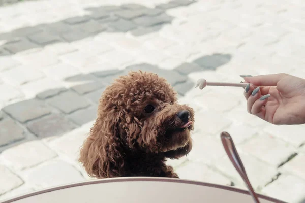 Toy poodle dog eating ice cream