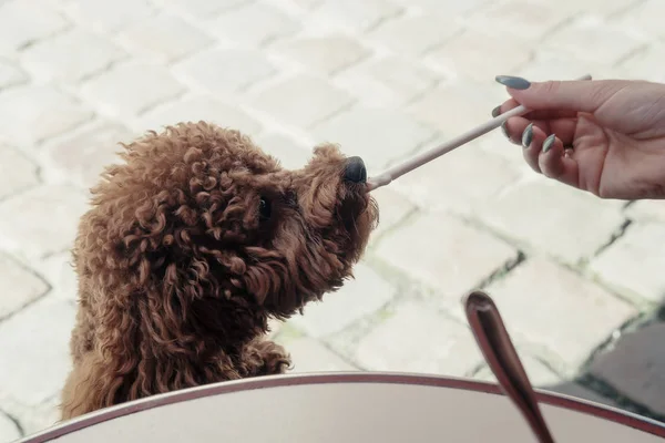Toy poodle dog eating ice cream