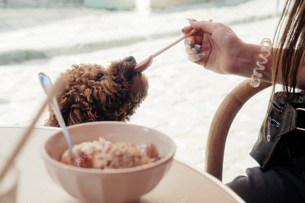 Toy poodle dog eating ice cream