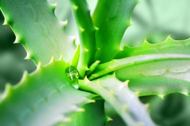 Aloe Vera şifalı bir bitki yeşil sivri yaprakları su damla.