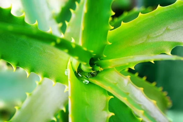 Wassertropfen Auf Den Grünen Gezackten Blättern Einer Heilpflanze Der Aloe — Stockfoto