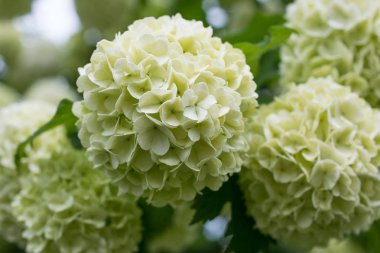 Kartopu kar topu bahar bahçe beyaz çiçekler. Guelder ro