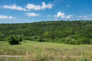 Çayır, vahşi alan. Orman. Busha, Vinnytska oblast, Ukraine.