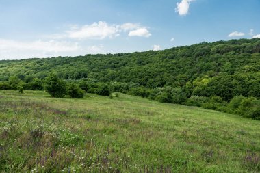 Çayır, vahşi alan. Orman. Busha, Vinnytska oblast, Ukraine.