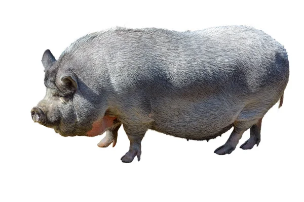 Großes vietnamesisches Schwein mit Topfbauch. isolierter, weißer Hintergrund. — Stockfoto