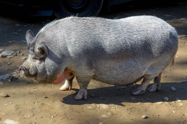 Grande porco vietnamita com barriga de panela . — Fotografia de Stock