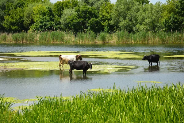 Üç inek nehir bir sulama yere geldi. — Stok fotoğraf