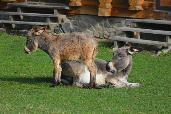 驴子和珍妮屁股在阳光下沐浴在绿色的草坪上. — 图库照片