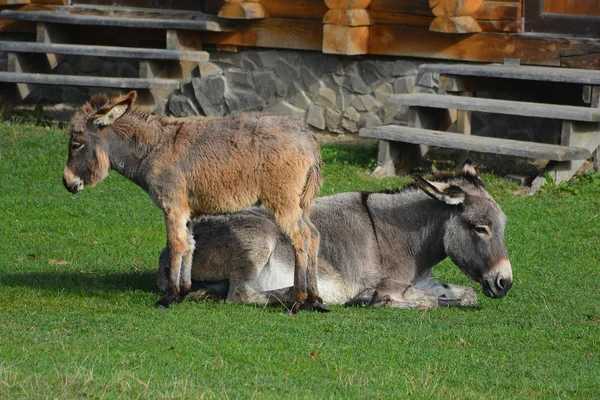 驴子和珍妮屁股在阳光下沐浴在绿色的草坪上. — 图库照片