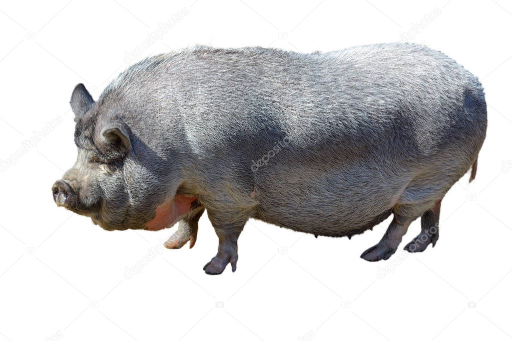 Large pot-bellied vietnamese pig. Isolated, white background.