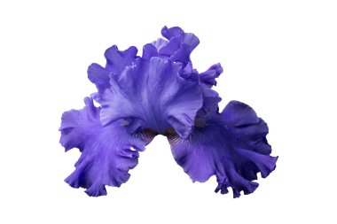 Mavi Iris. Bahçede.