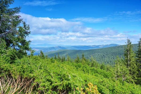 Karpaterna, barrskog. — Stockfoto