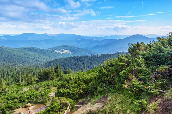 Karpaten, Nadelwald. — Stockfoto