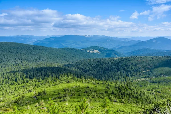 Карпатських гір, хвойного лісу. — стокове фото