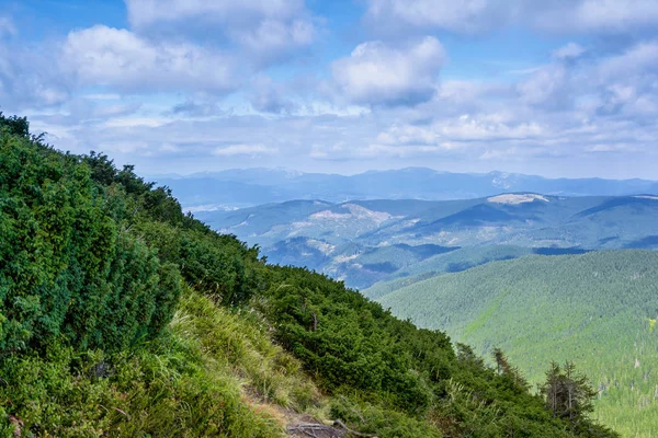 Montanhas Cárpatas, floresta conífera . — Fotografia de Stock