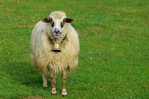 Białe owce pasące się na zielonej łące w przyrodzie. — Zdjęcie stockowe