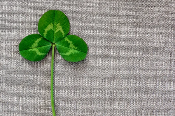 Green leaves of clover on the background of linen cloth. — Stock Photo, Image