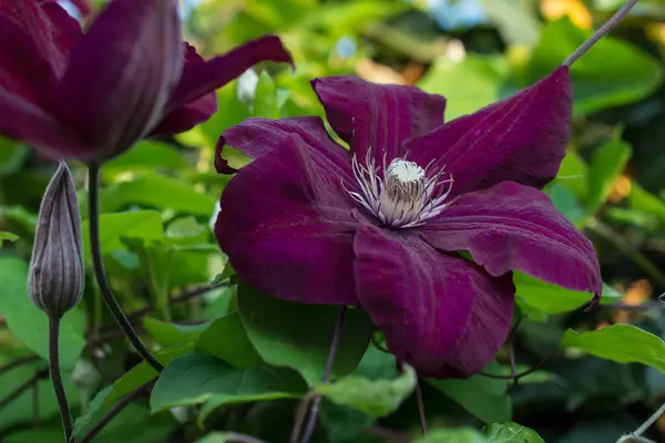 Violet Clematis. En el jardín . —  Fotos de Stock