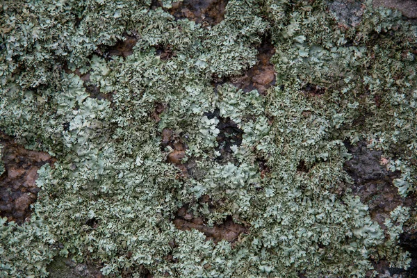 Surface granite stone with colored lichen. Abstract natural back — Stock Photo, Image