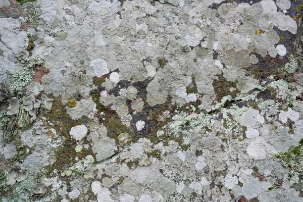 Superfície pedra de granito com líquen colorido. Abstrato natural de volta — Fotografia de Stock