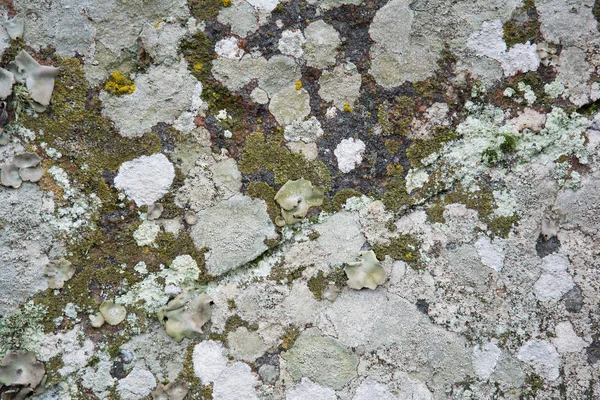Surface granite stone with colored lichen. Abstract natural back — Stock Photo, Image