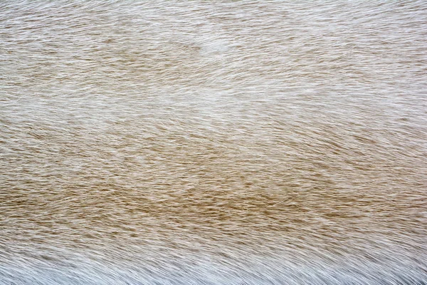 Bright fur mink. Fur texture.