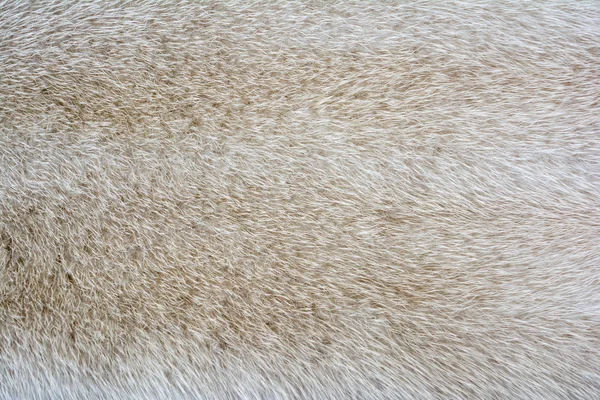 明るい毛皮ミンクです。毛皮テクスチャ. — ストック写真