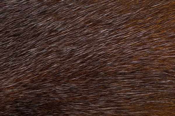 Σκούρο γούνα βιζόν. Υφή γούνας. — Φωτογραφία Αρχείου