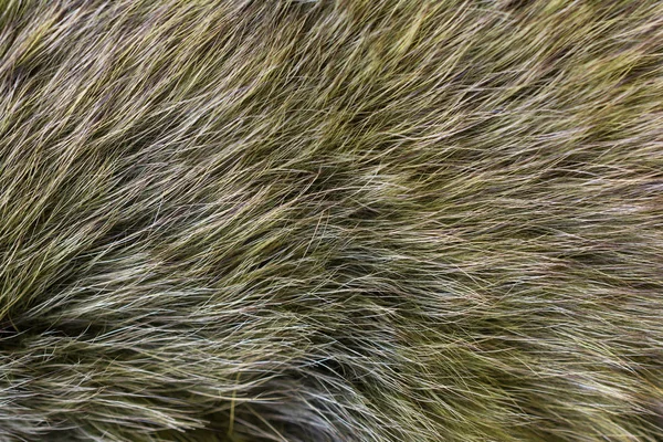 Fur arctic fox. Fur texture.