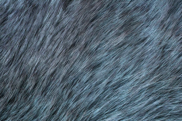 Fur arctic fox. Fur texture.