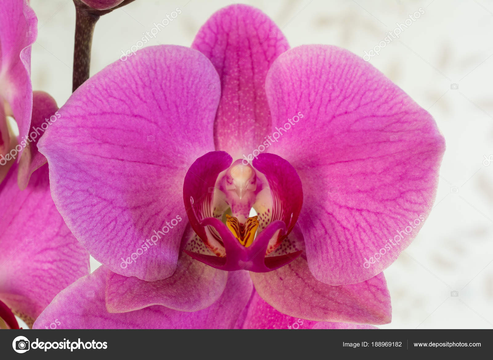 Fleur Rose Dune Orchidée Phalaenopsis De Plante Tropicale
