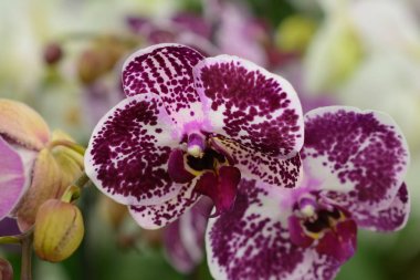 phalaenopsis orkide.