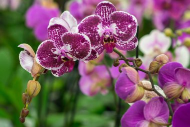 phalaenopsis orkide.