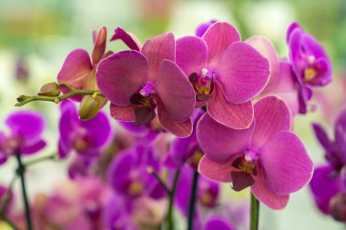 phalaenopsis orkide.