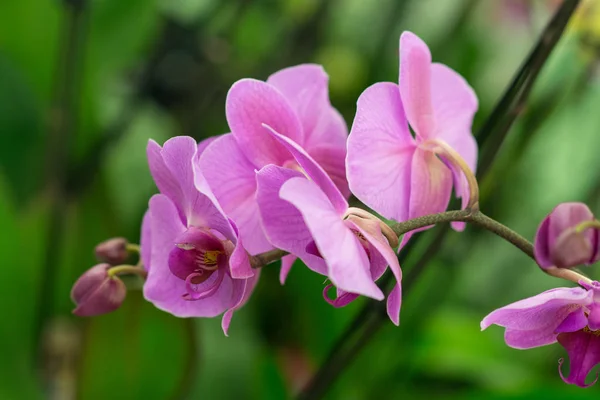 Phalaenopsis-Orchidee. — Stockfoto