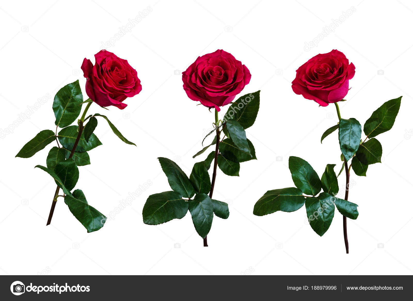 Rote Rosen. Isoliert, weißer Hintergrund. — Stockfoto © Iryna_L #188979996