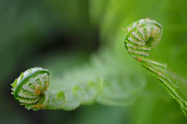 Vernal unfolding eğreltiotu yaprakları. Fern, genç lahanası.
