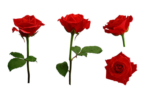 Red or scarlet roses with green leaves. Isolated, white backgrou