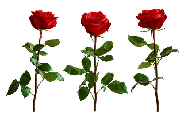 Красные или алые розы с зелеными листьями. Изолированная, белая бэкгру
