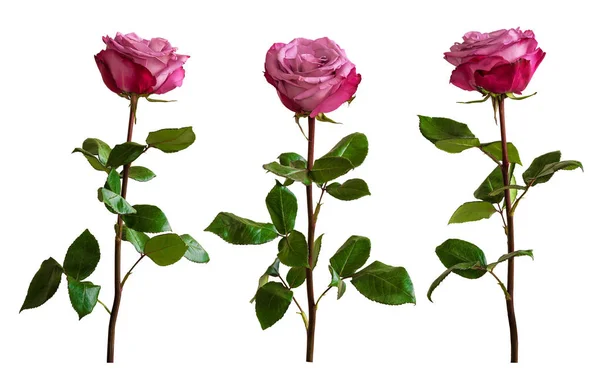 Trois roses lilas sur fond blanc. Isolé . — Photo