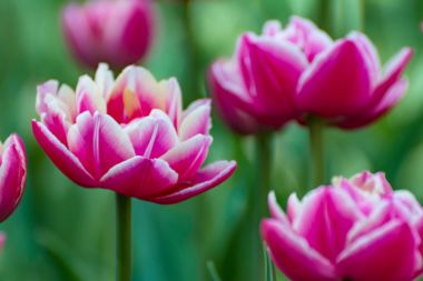 Bahar bahçe birçok kırmızı ve beyaz laleler vardır.