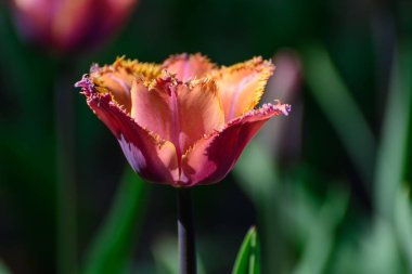 Çok renkli Lale bahar bahçe. Bahar çiçekli.