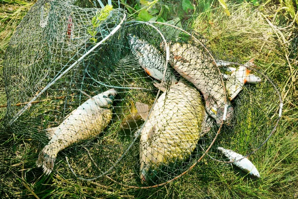 Pesca, peixe cru de água doce na rede para a captura . — Fotografia de Stock